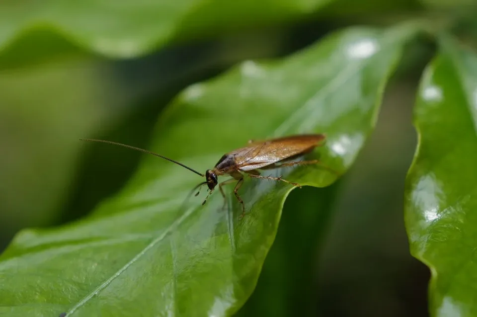 Cockroach — Pest Control Cockroach — Pest Control