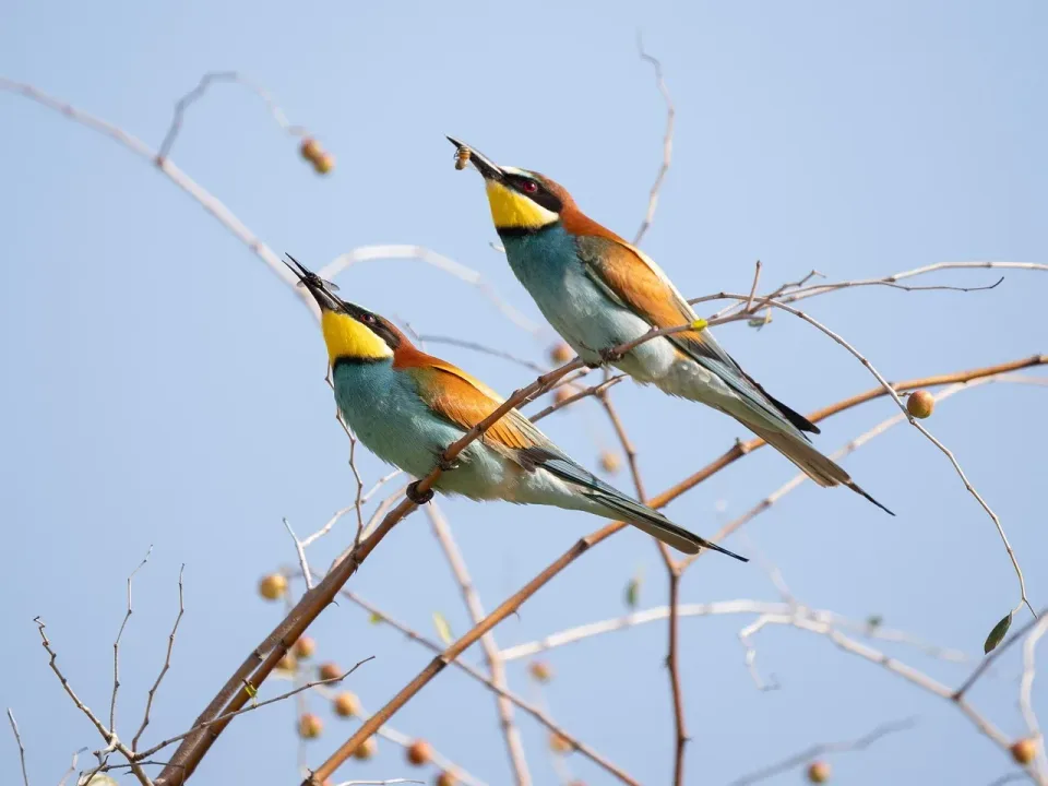 European Bee-eater — Wildlife European Bee-eater — Wildlife
