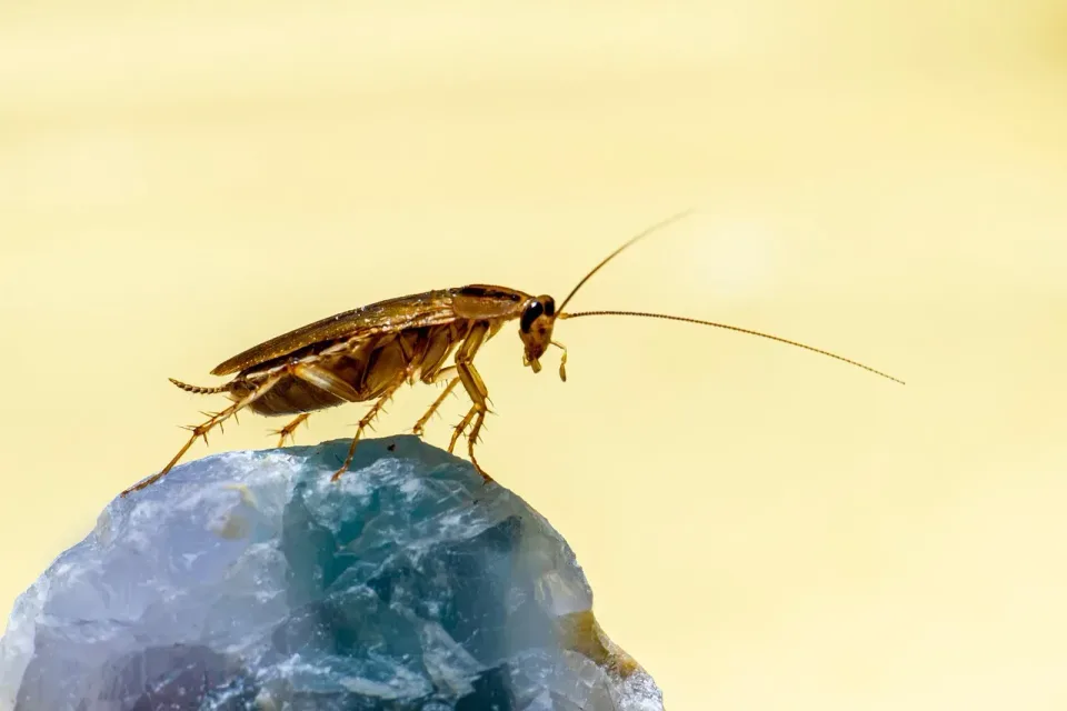 German Cockroach — Pest Control German Cockroach — Pest Control