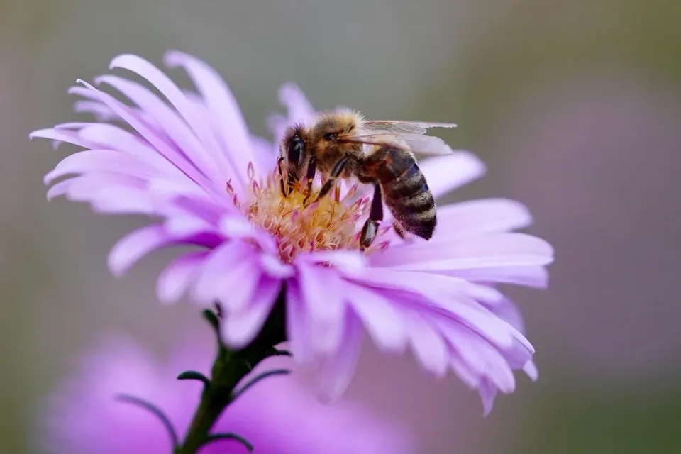 Honey Bee — Nature Honey Bee — Nature